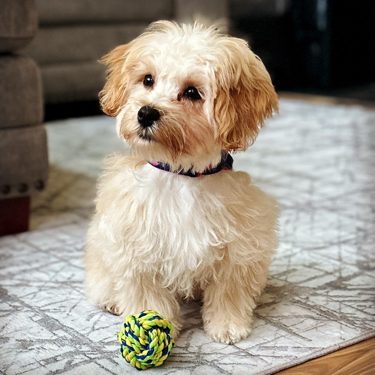 Murphy Mehta